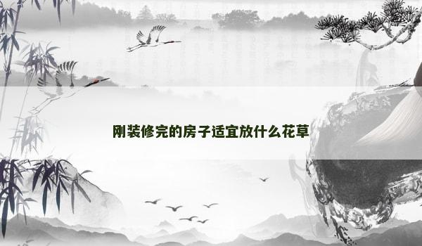 刚装修完的房子适宜放什么花草